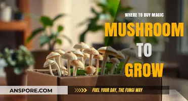 Best Places to Purchase Magic Mushroom Grow Kits Online