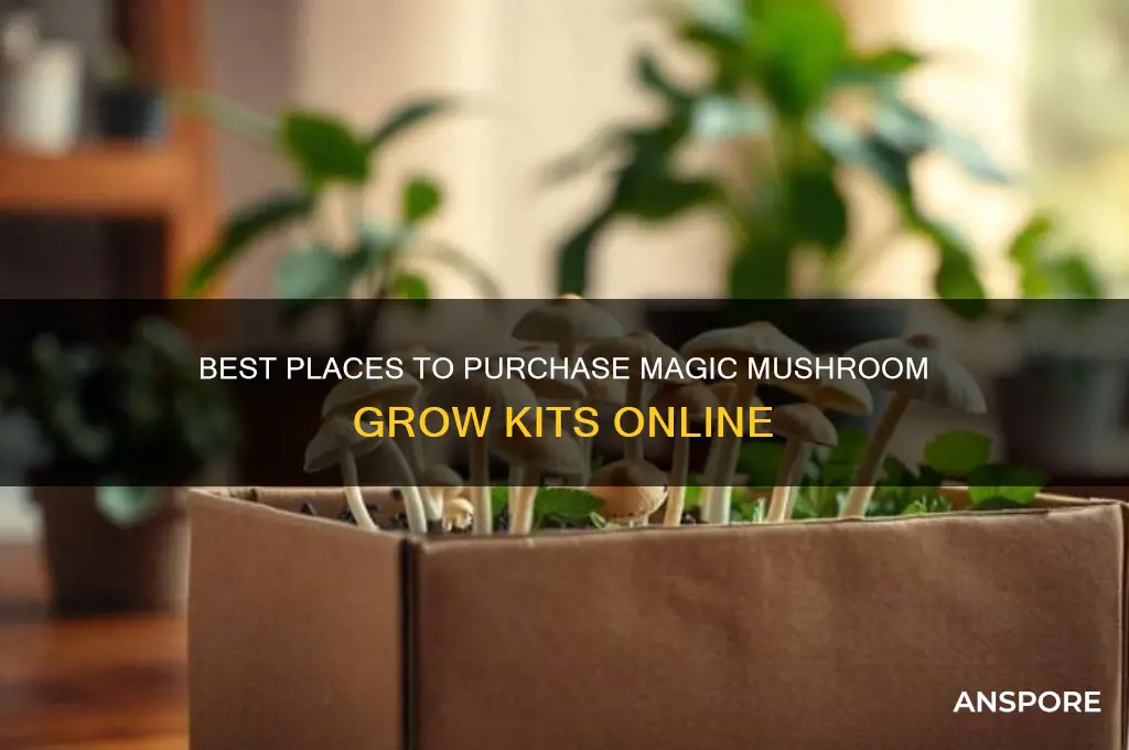 where to buy magic mushrooms to grow