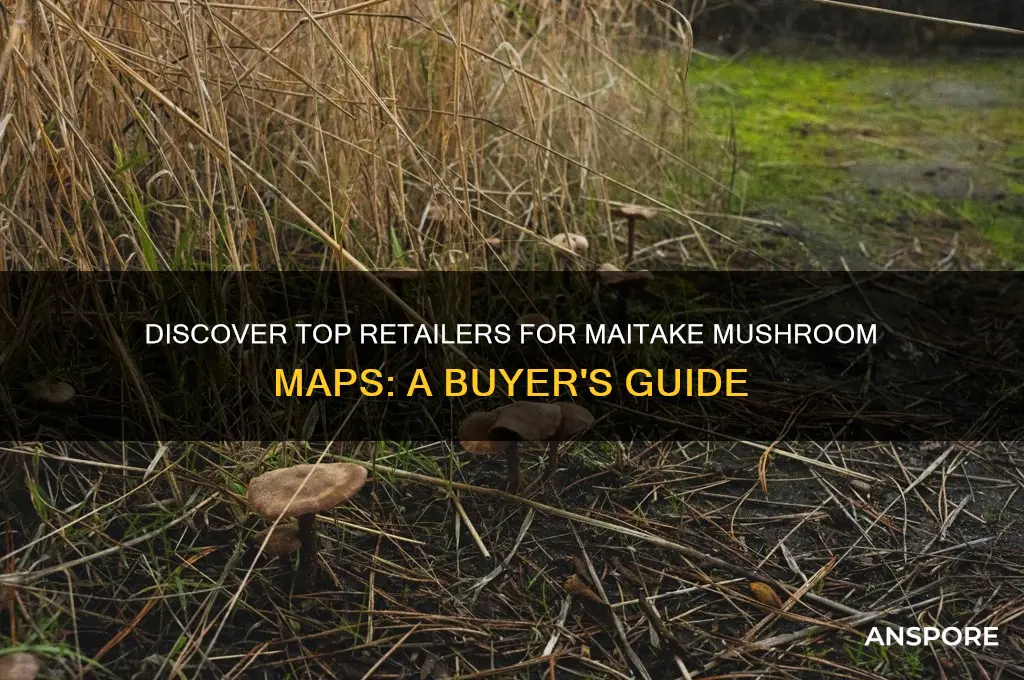 where to buy maitake mushroom maps