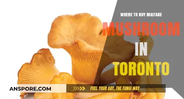 Discover Toronto's Best Spots to Buy Fresh Maitake Mushrooms