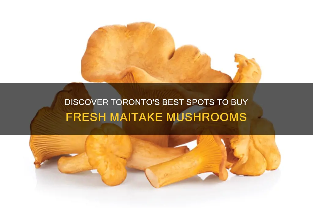 where to buy maitake mushrooms in toronto
