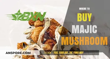 Discover Top Sources for Buying Magic Mushrooms Safely and Legally