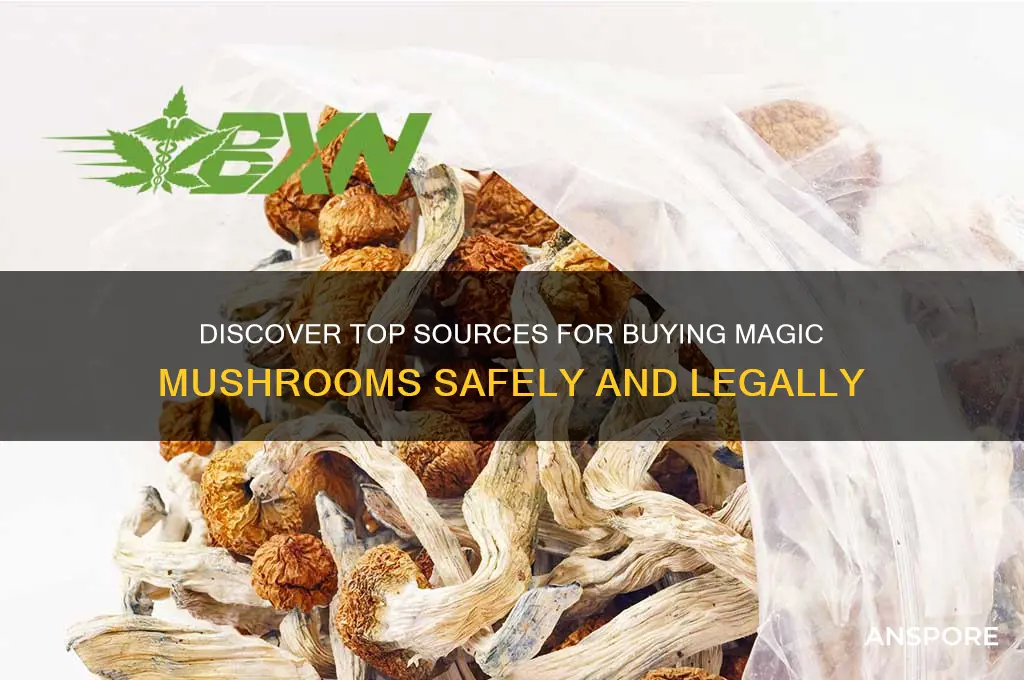 where to buy majic mushrooms
