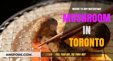 Discover Toronto's Best Spots to Buy Fresh Matsutake Mushrooms