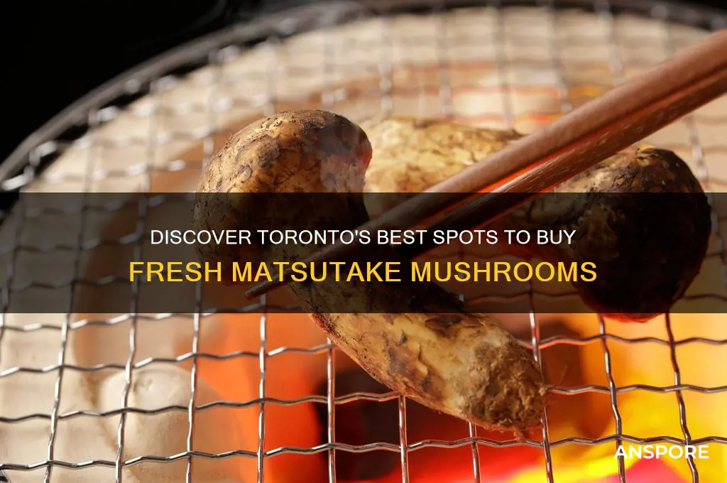 where to buy matsutake mushroom in toronto