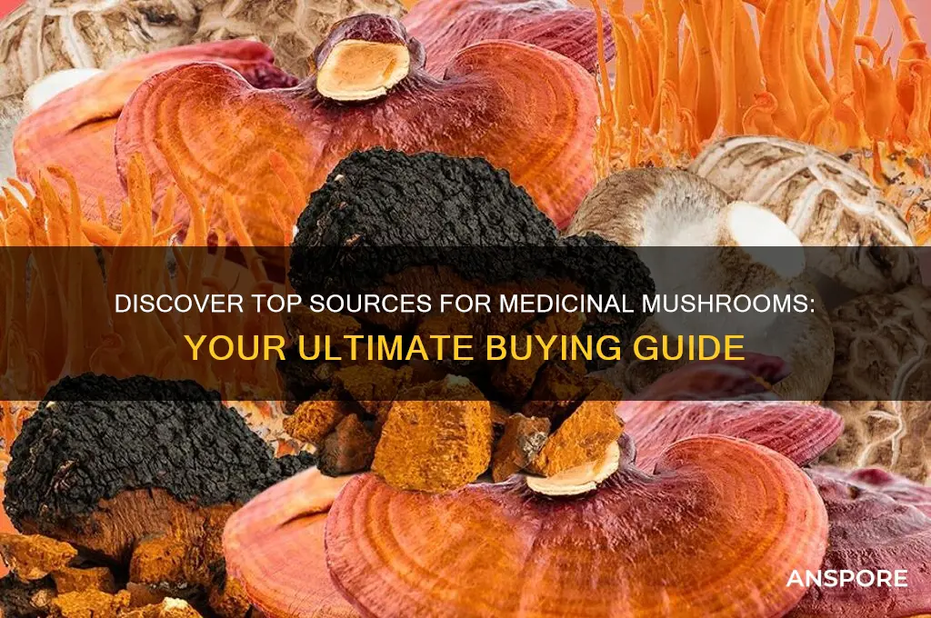 where to buy medicinal mushrooms