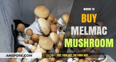 Discover the Best Places to Buy Melmac Mushrooms Online