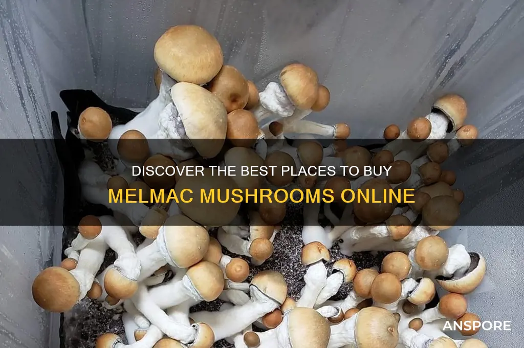 where to buy melmac mushrooms