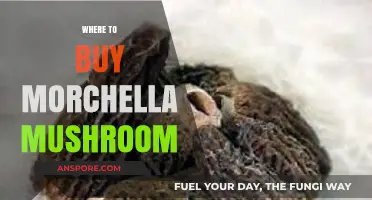 Discover the Best Places to Buy Morchella Mushrooms Online & Locally