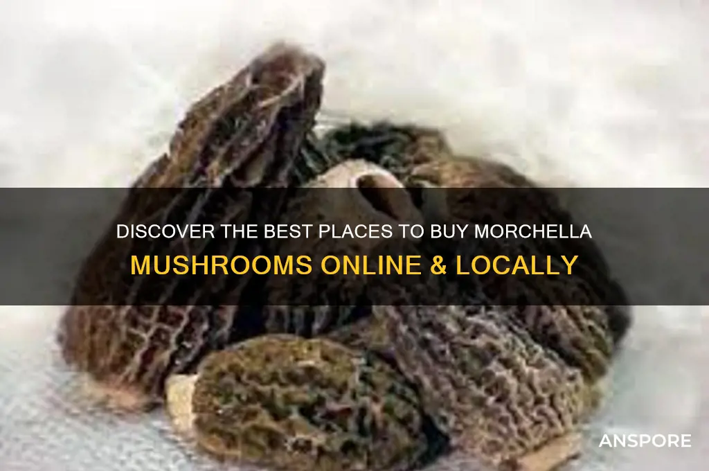 where to buy morchella mushroom