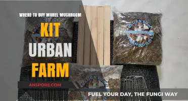 Urban Farming: Best Places to Buy Morel Mushroom Kits