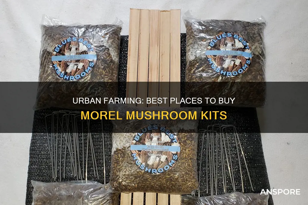 where to buy morel mushroom kit urban farm