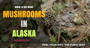 Discover Alaska's Best Morel Mushroom Sources: A Buyer's Guide