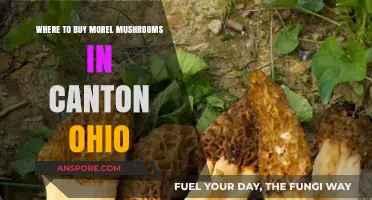 Discover the Best Spots to Buy Morel Mushrooms in Canton, Ohio