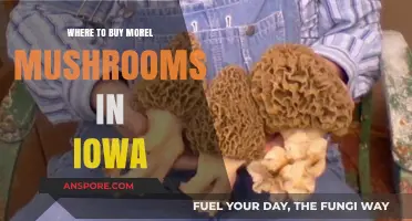 Discover the Best Spots to Buy Morel Mushrooms in Iowa