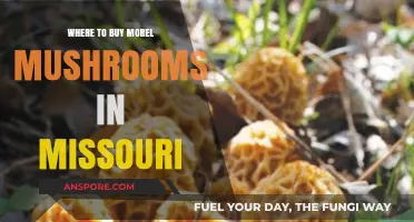 Discover the Best Spots to Buy Morel Mushrooms in Missouri