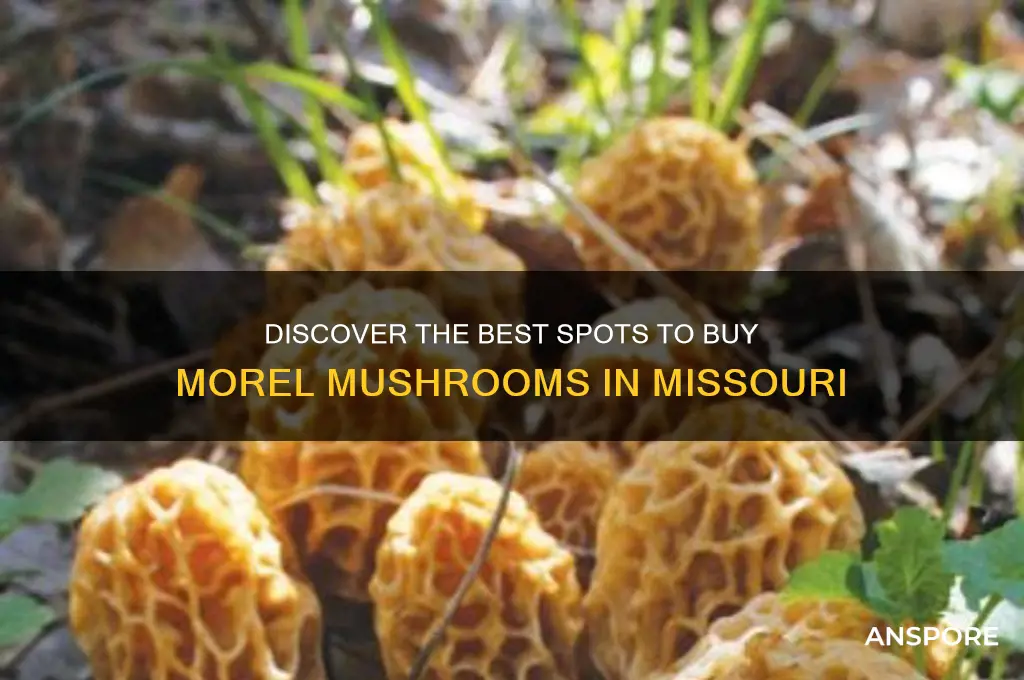 where to buy morel mushrooms in missouri