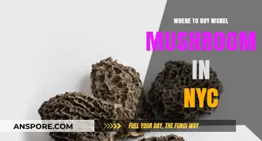 Discover the Best Spots to Buy Morel Mushrooms in NYC