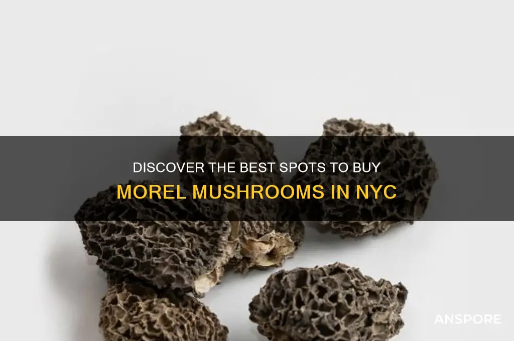 where to buy morel mushrooms in nyc