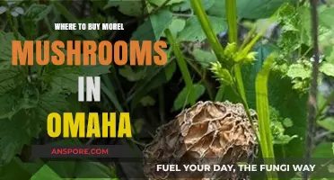 Discover Omaha's Best Spots to Buy Fresh Morel Mushrooms