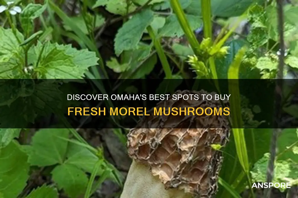 where to buy morel mushrooms in omaha