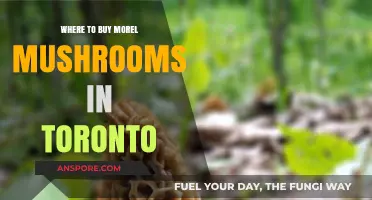 Discover Toronto's Best Spots to Buy Fresh Morel Mushrooms