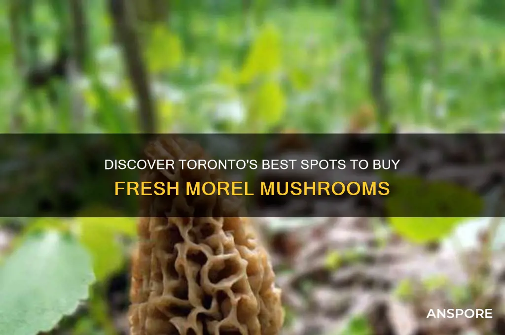 where to buy morel mushrooms in toronto