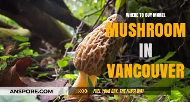 Discover Vancouver's Best Spots to Buy Fresh Morel Mushrooms