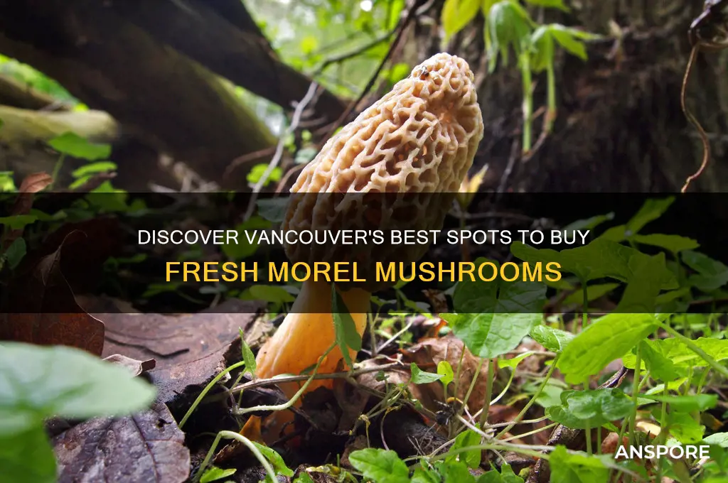 where to buy morel mushrooms in vancouver