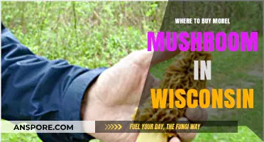 Discover Wisconsin's Best Spots to Buy Fresh Morel Mushrooms