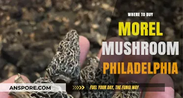 Discover Philadelphia's Best Spots to Buy Fresh Morel Mushrooms