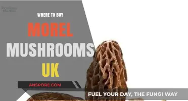 Discover the Best UK Sources to Buy Morel Mushrooms