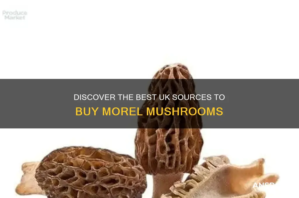 where to buy morel mushrooms uk