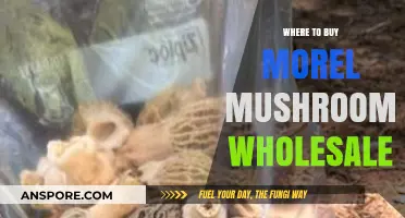Wholesale Morel Mushrooms: Top Sources for Bulk Purchases