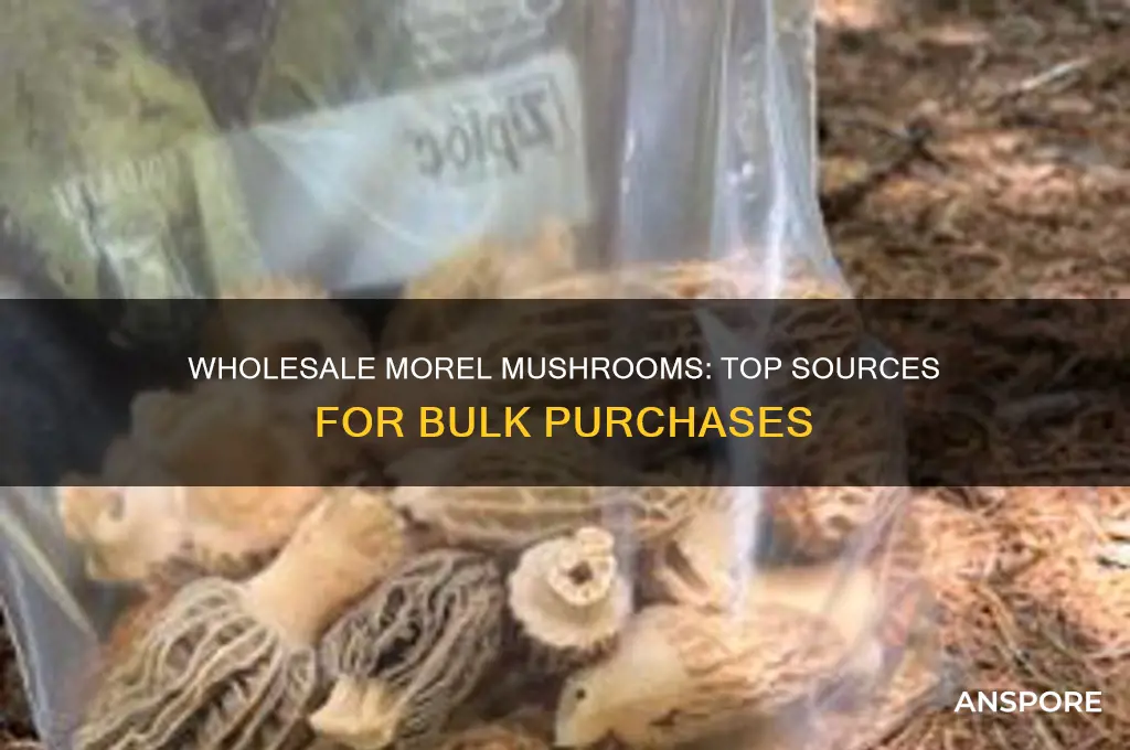 where to buy morel mushrooms wholesale