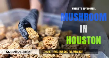 Discover Houston's Best Spots to Buy Morel Mushrooms Locally