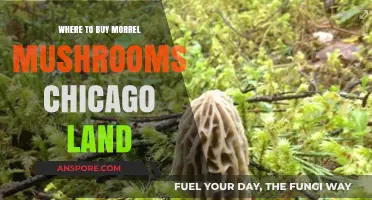 Discover Chicago's Best Spots to Buy Fresh Morel Mushrooms