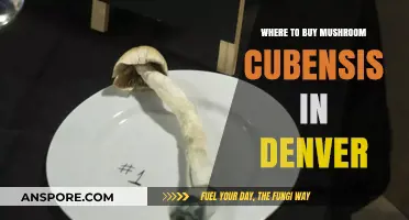 Denver's Top Spots to Purchase Quality Mushroom Cubensis Safely