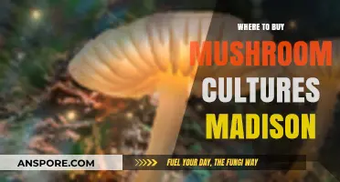 Best Places to Buy Mushroom Cultures in Madison, Wisconsin