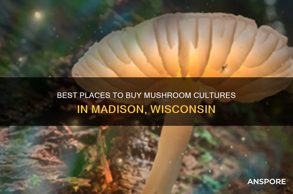where to buy mushroom cultures madison