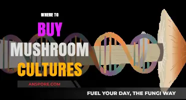 Best Places to Purchase High-Quality Mushroom Cultures Online