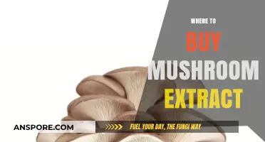 Discover the Best Places to Buy High-Quality Mushroom Extract