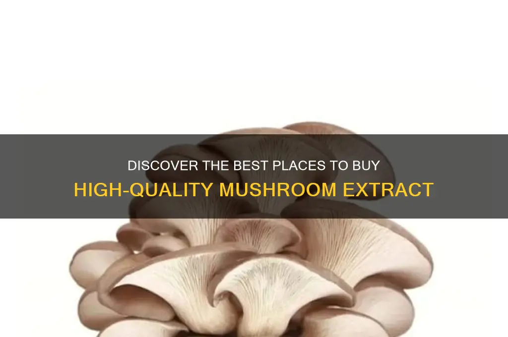 where to buy mushroom extract