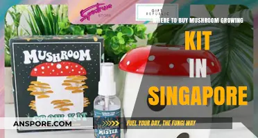 Best Places to Buy Mushroom Growing Kits in Singapore