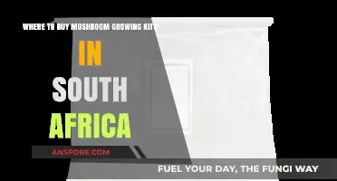 Top Mushroom Growing Kits Suppliers in South Africa: Your Ultimate Guide