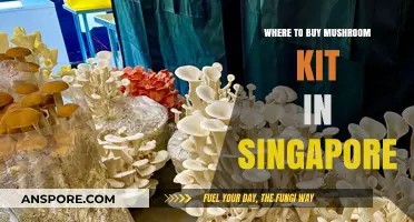 Best Places to Buy Mushroom Kits in Singapore for Home Growers