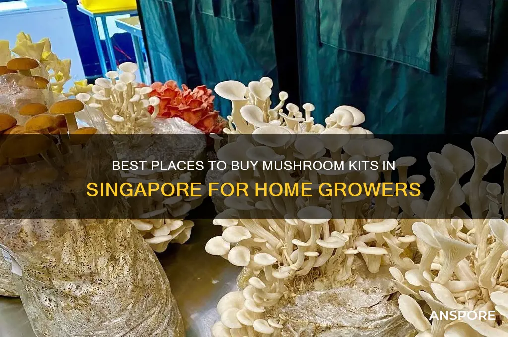 where to buy mushroom kit in singapore