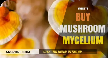Best Places to Purchase High-Quality Mushroom Mycelium Online & Locally