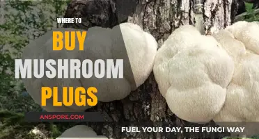 Best Places to Purchase High-Quality Mushroom Plugs for Cultivation