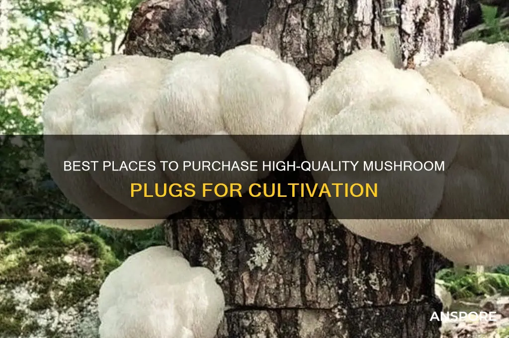 where to buy mushroom plugs